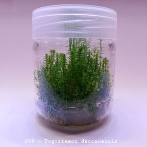 Pogostemon deccanensis IN VITRO JAR (KAVANOZ)