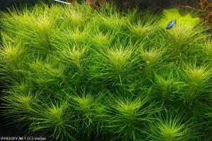 Pogostemon deccanensis IN VITRO JAR (KAVANOZ)