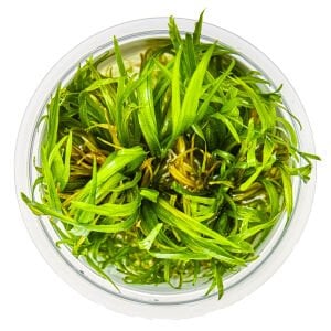 Tropica - Blyxa japonica 1-2 Grow!