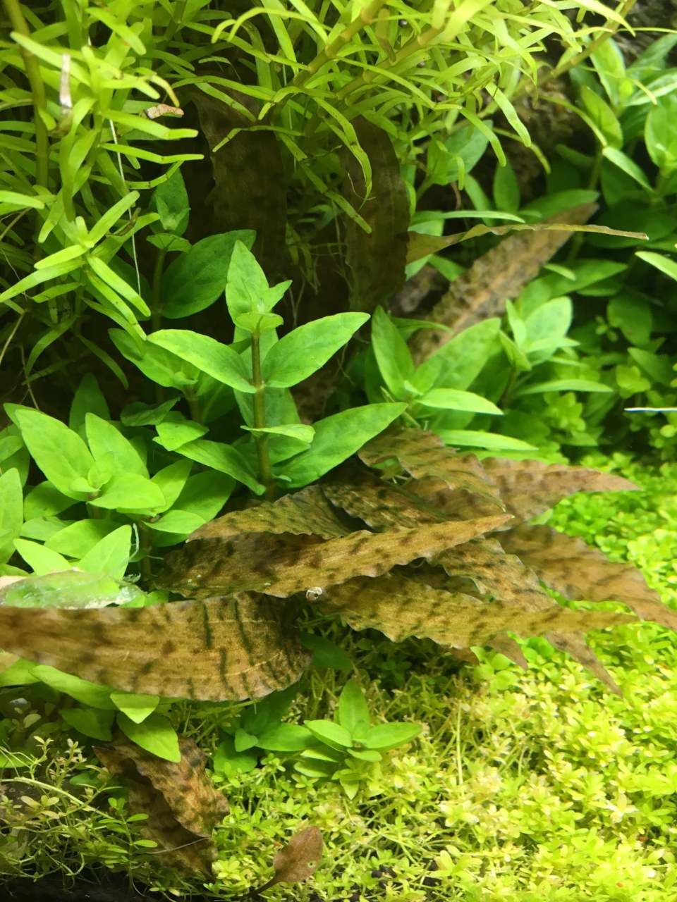 Cryptocoryne axelrodi SAKSI