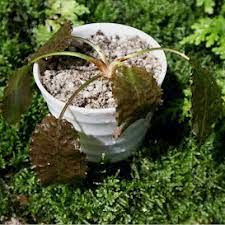 Cryptocoryne miss lingga ADET - ÖN SİPARİŞ