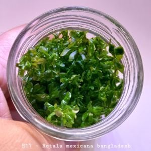Rotala mexicana bangladesh IN VITRO JAR (KAVANOZ)
