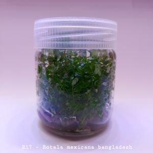 Rotala mexicana bangladesh IN VITRO JAR (KAVANOZ)