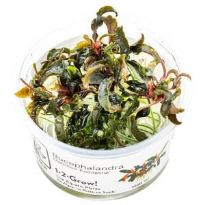 Tropica - Bucephalandra kedagang 1-2 Grow!