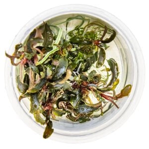 Tropica - Bucephalandra kedagang 1-2 Grow!