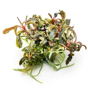 Tropica - Bucephalandra kedagang 1-2 Grow!