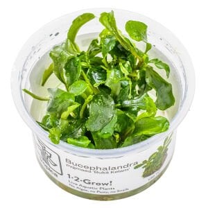 Tropica - Bucephalandra pygmaea Bukit Kelam 1-2 Grow!