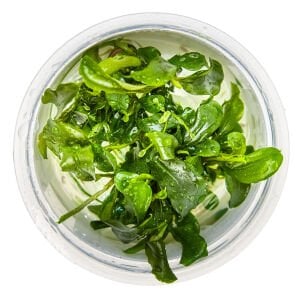 Tropica - Bucephalandra pygmaea Bukit Kelam 1-2 Grow!