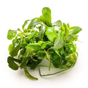 Tropica - Bucephalandra pygmaea Bukit Kelam 1-2 Grow!