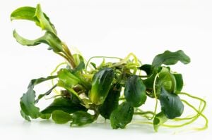 Tropica - Bucephalandra pygmaea Bukit Kelam 1-2 Grow!