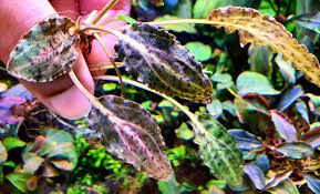 Cryptocoryne neon rosa ADET - ÖN SİPARİŞ