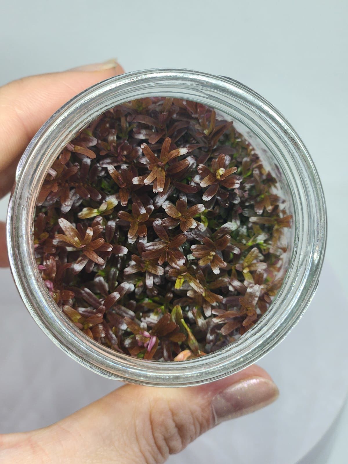 Rotala rotundifolia reddish vietnam IN VITRO CUP