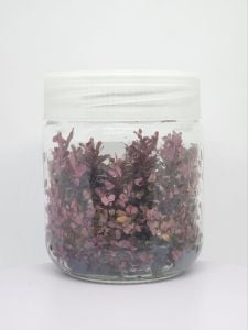 Rotala rotundifolia reddish vietnam IN VITRO CUP