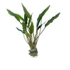 Cryptocoryne nevellii ADET - ÖN SİPARİŞ