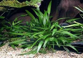 Cryptocoryne nevellii ADET - ÖN SİPARİŞ
