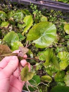 Nymphaea zenkeri red / Nilüfer (Yumru) ADET