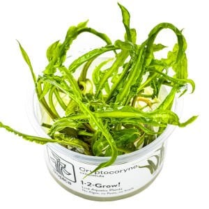Tropica - Cryptocoryne crispatula 1-2 Grow!