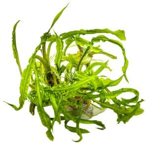Tropica - Cryptocoryne crispatula 1-2 Grow!