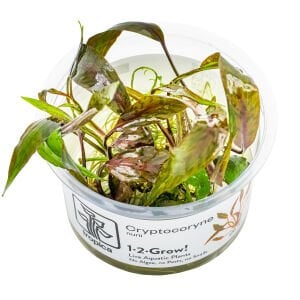 Tropica - Cryptocoryne nurii 1-2 Grow!