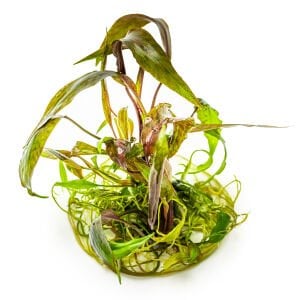 Tropica - Cryptocoryne nurii 1-2 Grow!