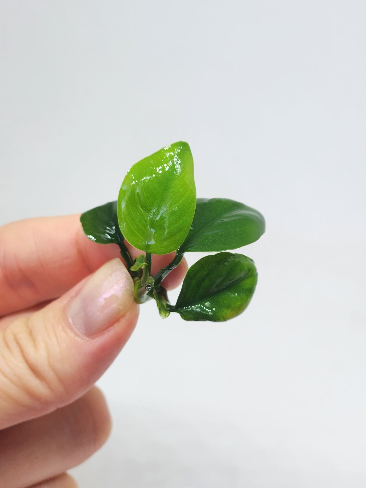 Anubias barteri nana EXVITRO