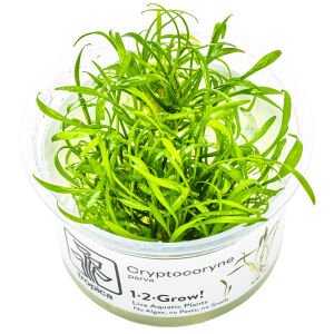 Tropica - Cryptocoryne parva 1-2 Grow!