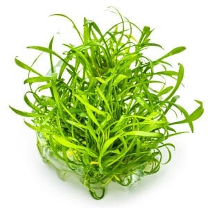 Tropica - Cryptocoryne parva 1-2 Grow!