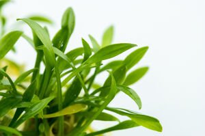 Tropica - Cryptocoryne parva 1-2 Grow!