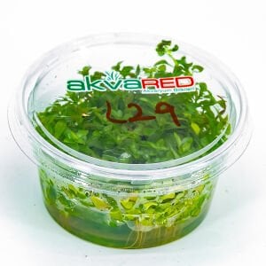 Ludwigia palustris white blood IN VITRO CUP