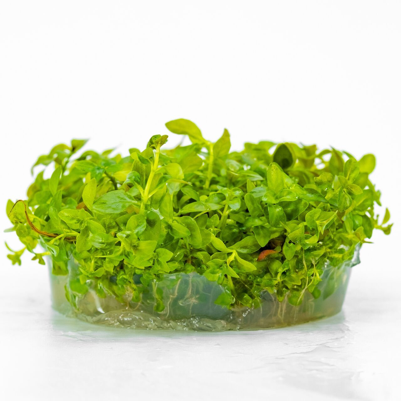 Ludwigia palustris white blood IN VITRO CUP