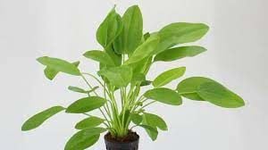Echinodorus cord mini ADET - ÖN SİPARİŞ