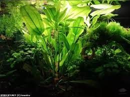 Echinodorus cord mini ADET - ÖN SİPARİŞ