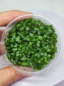 Ludwigia sp.white IN VITRO CUP