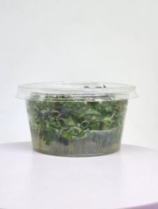 Ludwigia sp.white IN VITRO CUP