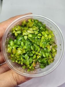 Ludwigia sp.white IN VITRO CUP
