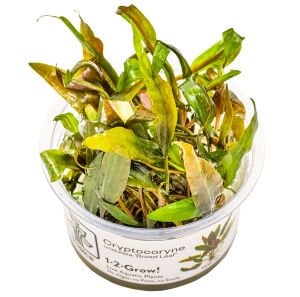 Tropica - Cryptocoryne undulata broad leaf 1-2 Grow!