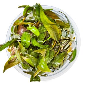 Tropica - Cryptocoryne undulata broad leaf 1-2 Grow!