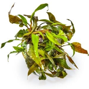 Tropica - Cryptocoryne undulata broad leaf 1-2 Grow!