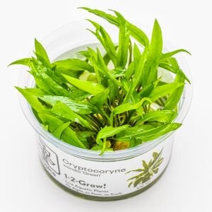 Tropica - Cryptocoryne wedtii green 1-2 Grow!