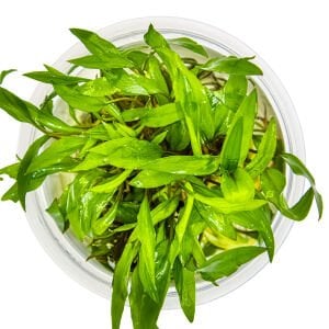 Tropica - Cryptocoryne wedtii green 1-2 Grow!