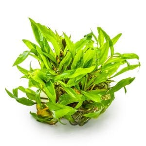 Tropica - Cryptocoryne wedtii green 1-2 Grow!