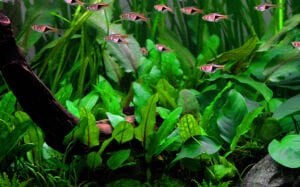 Tropica - Cryptocoryne wedtii green 1-2 Grow!