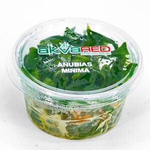 Anubias minima IN VITRO CUP