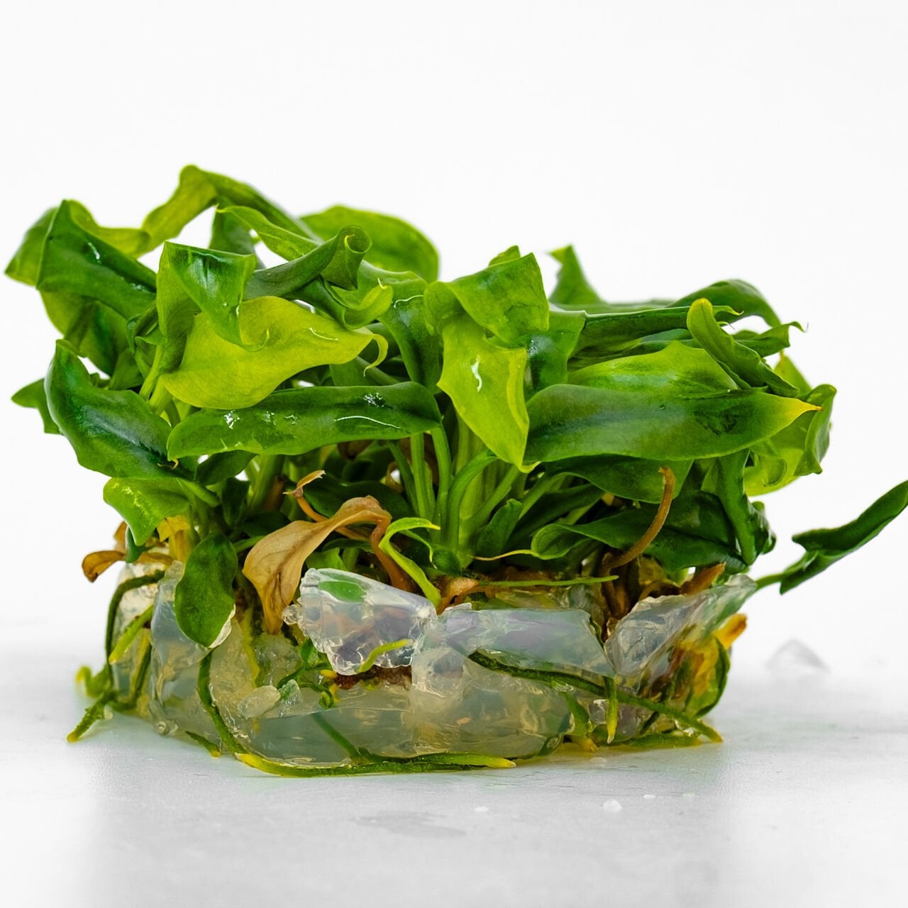 Anubias minima IN VITRO