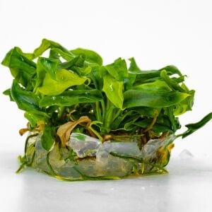 Anubias minima IN VITRO