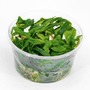 Anubias minima IN VITRO