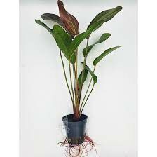 Echinodorus indian red ADET - ÖN SİPARİŞ