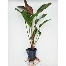Echinodorus indian red ADET - ÖN SİPARİŞ
