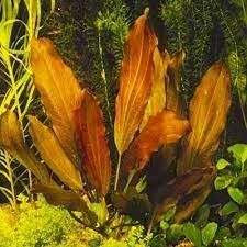 Echinodorus indian red ADET - ÖN SİPARİŞ