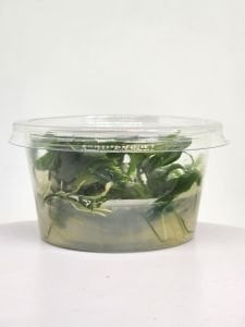 Anubias minima IN VITRO CUP